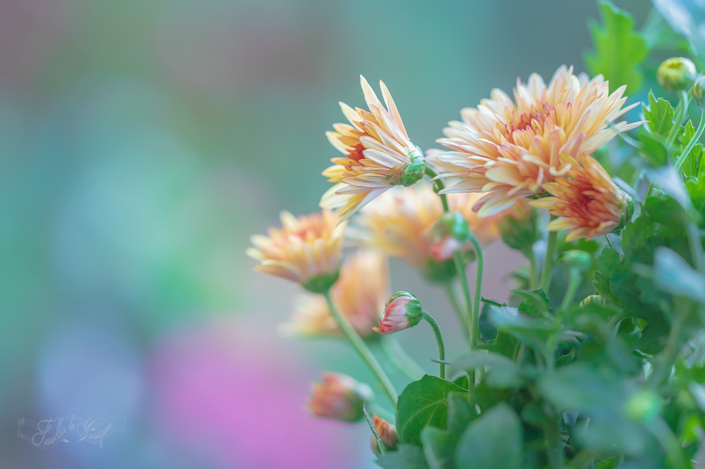 菊