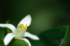 金柑の花