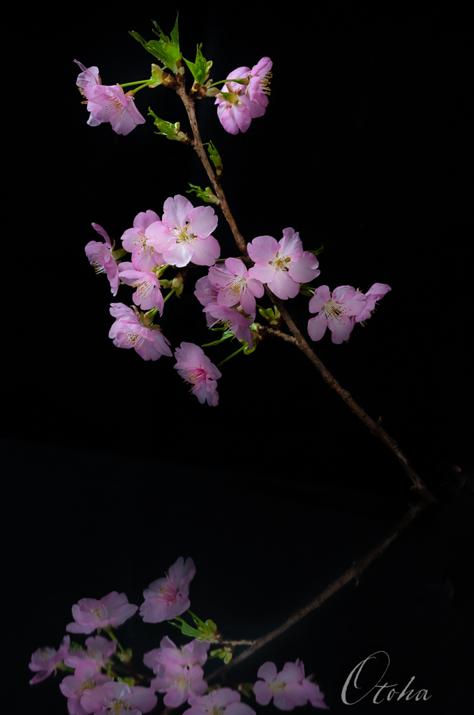河津桜