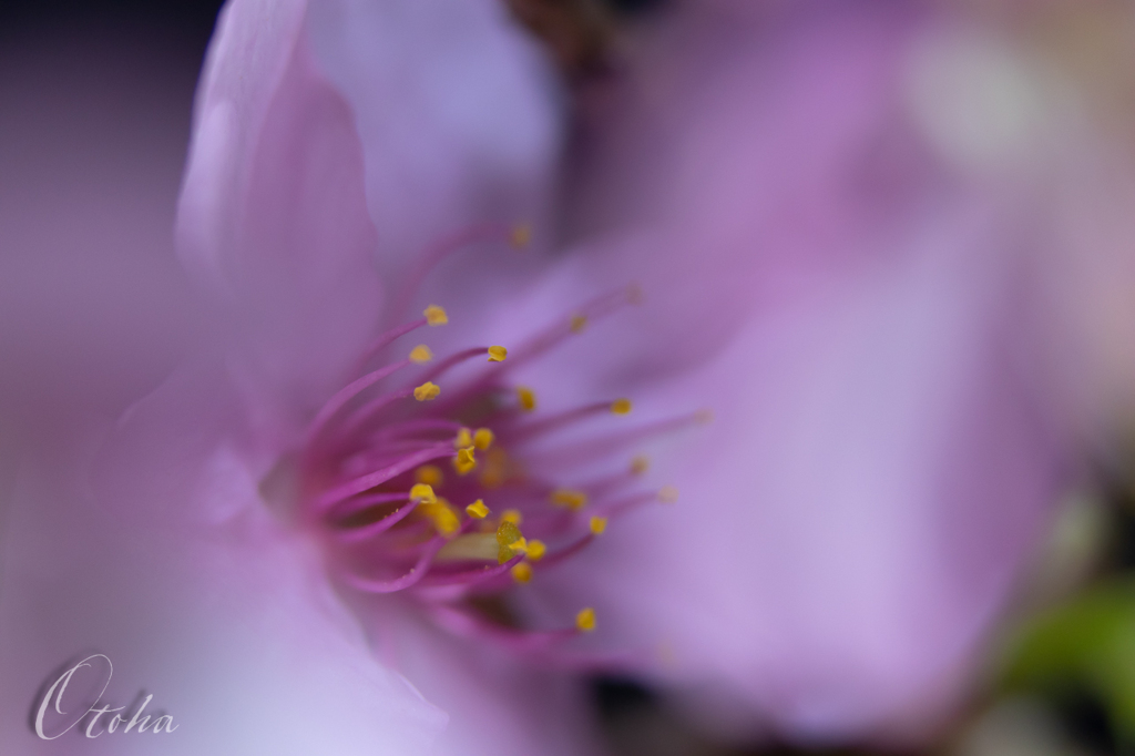 河津桜②　　