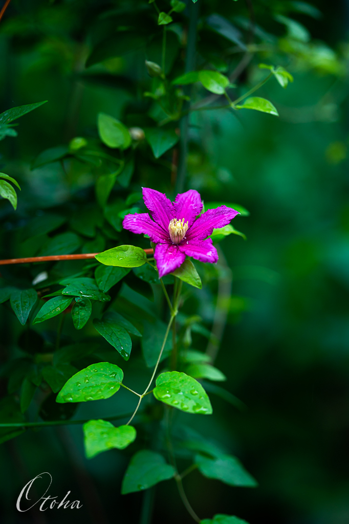 雨に、花やぐ。