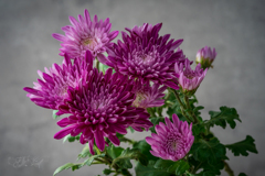 菊