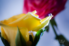 薔薇