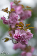 八重桜