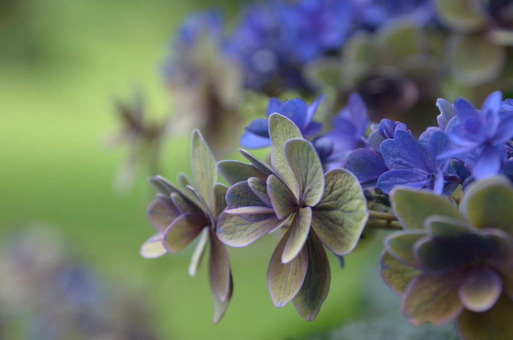 造花のように