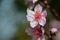 桃色の春
