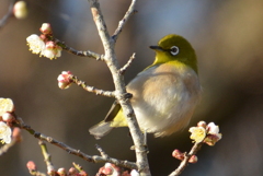 梅が咲いた