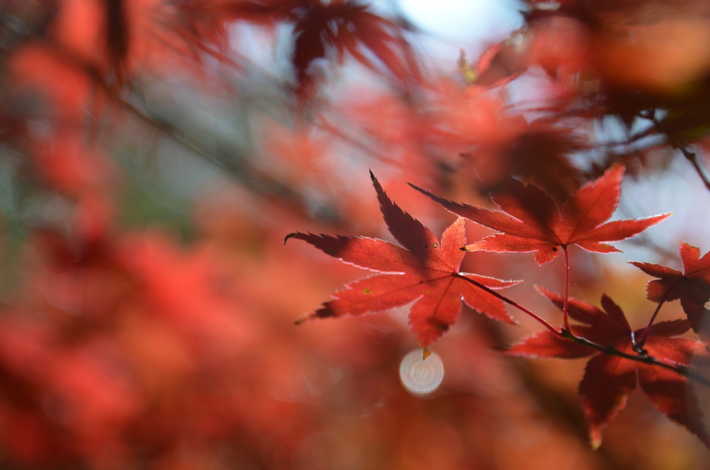 Victory color