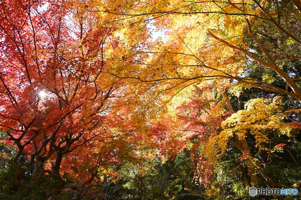 紅葉
