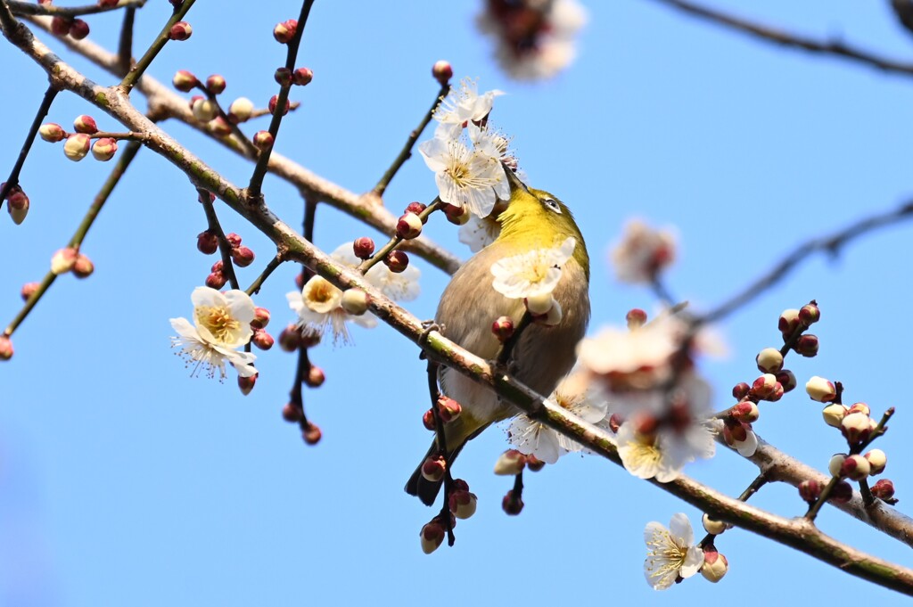 鳥