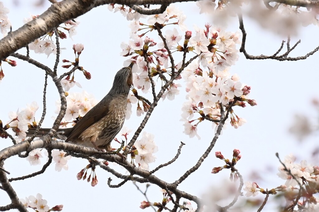 春