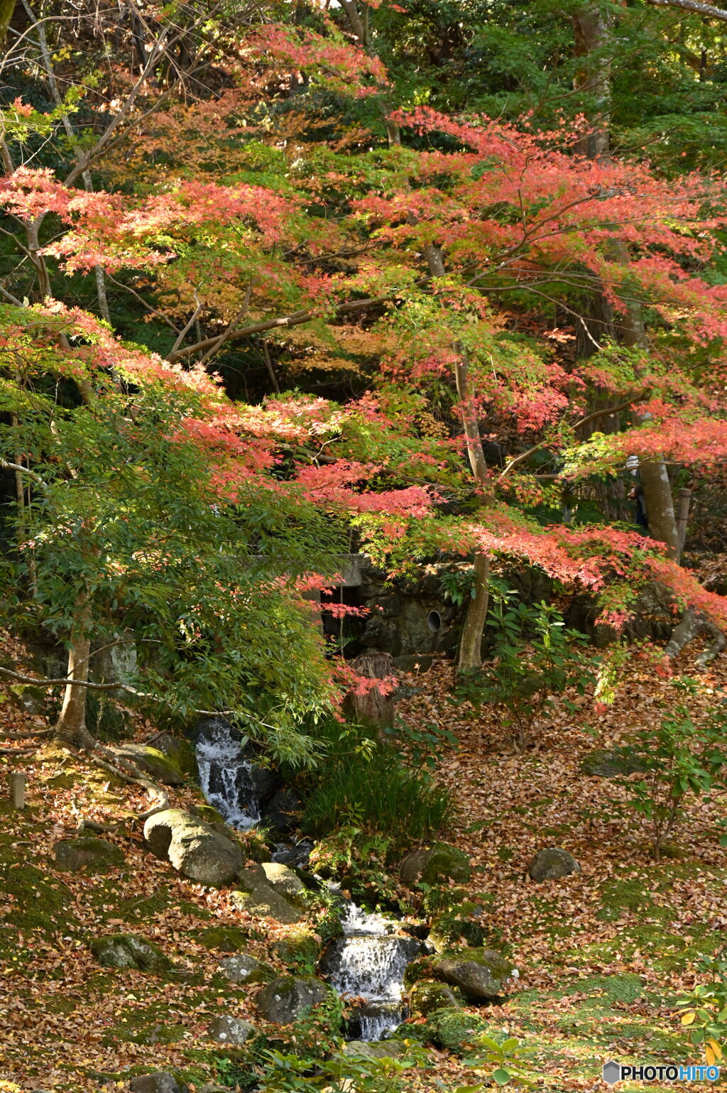 紅葉