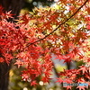 紅葉