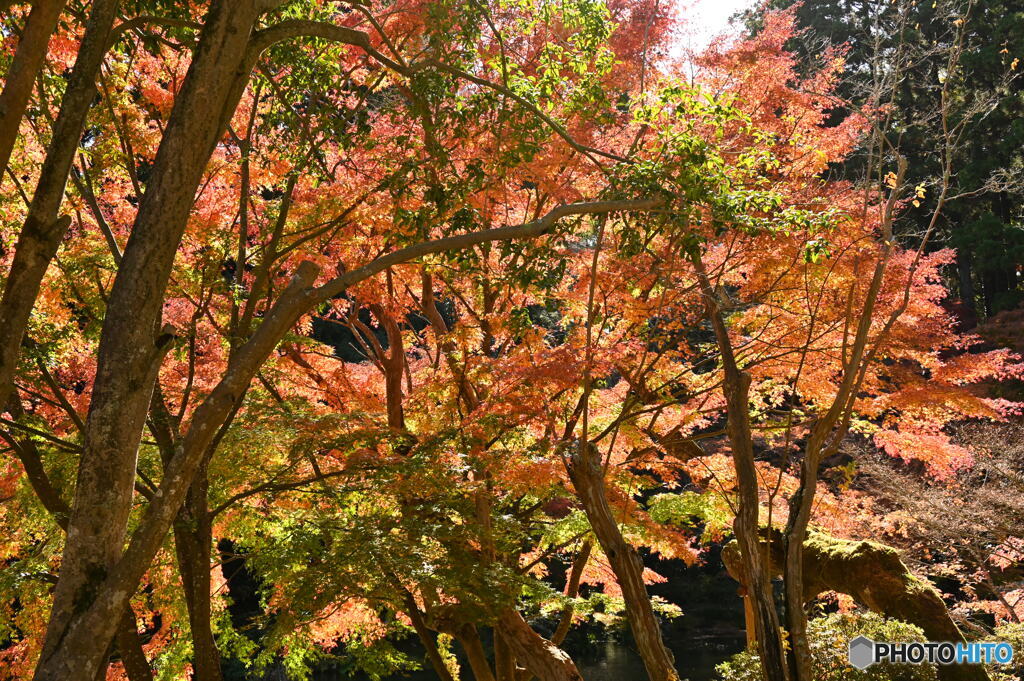 紅葉