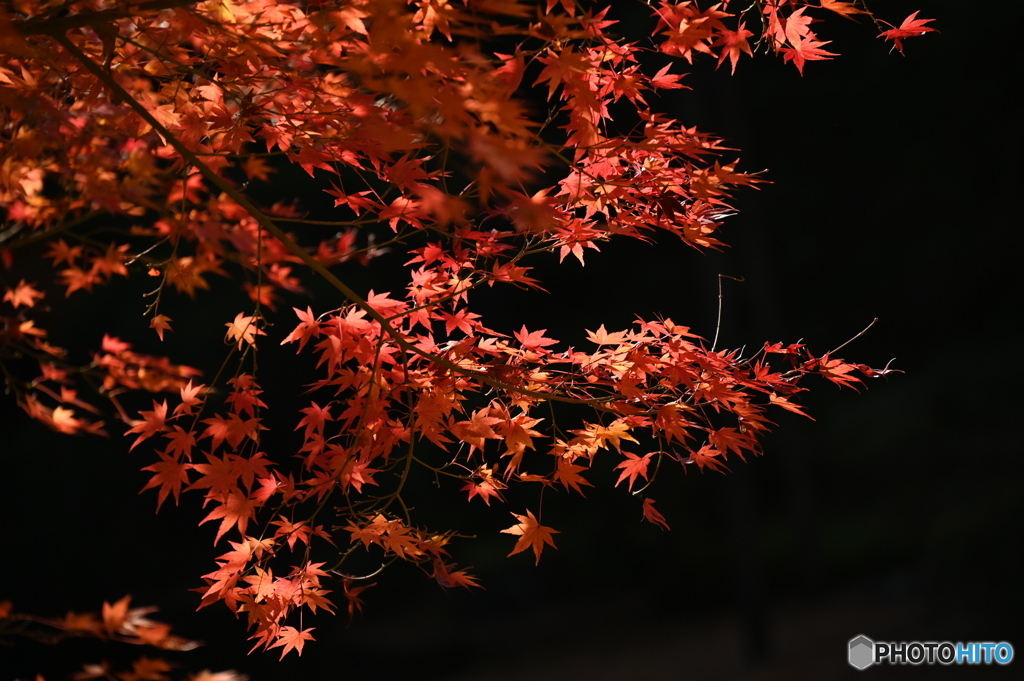 紅葉