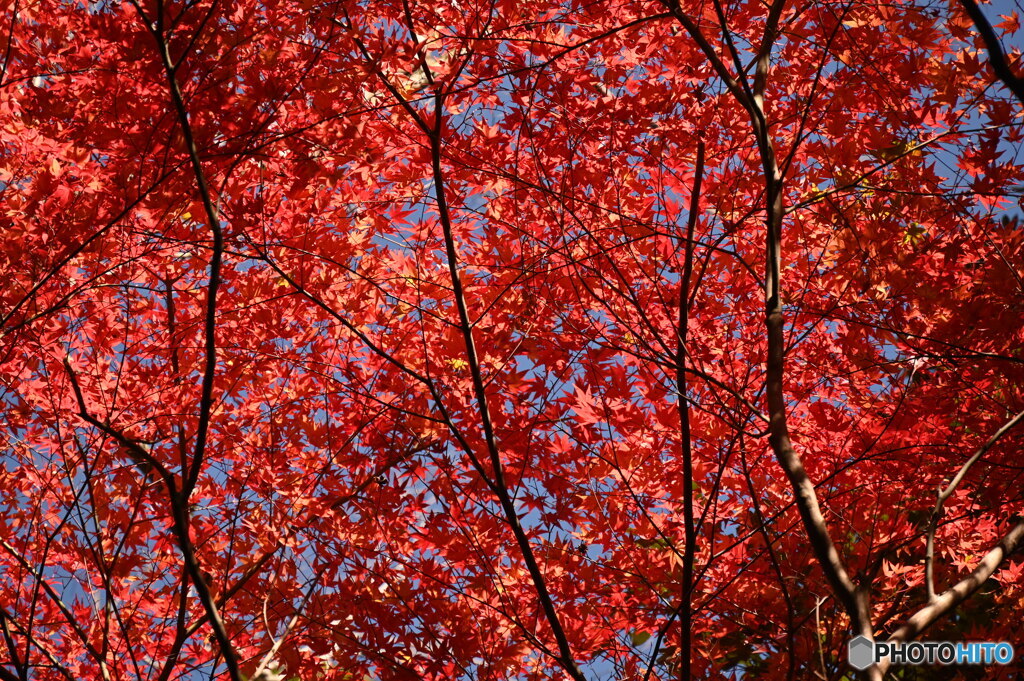 紅葉
