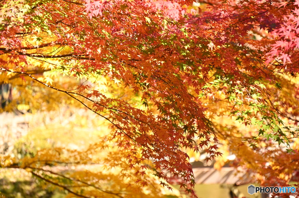 紅葉
