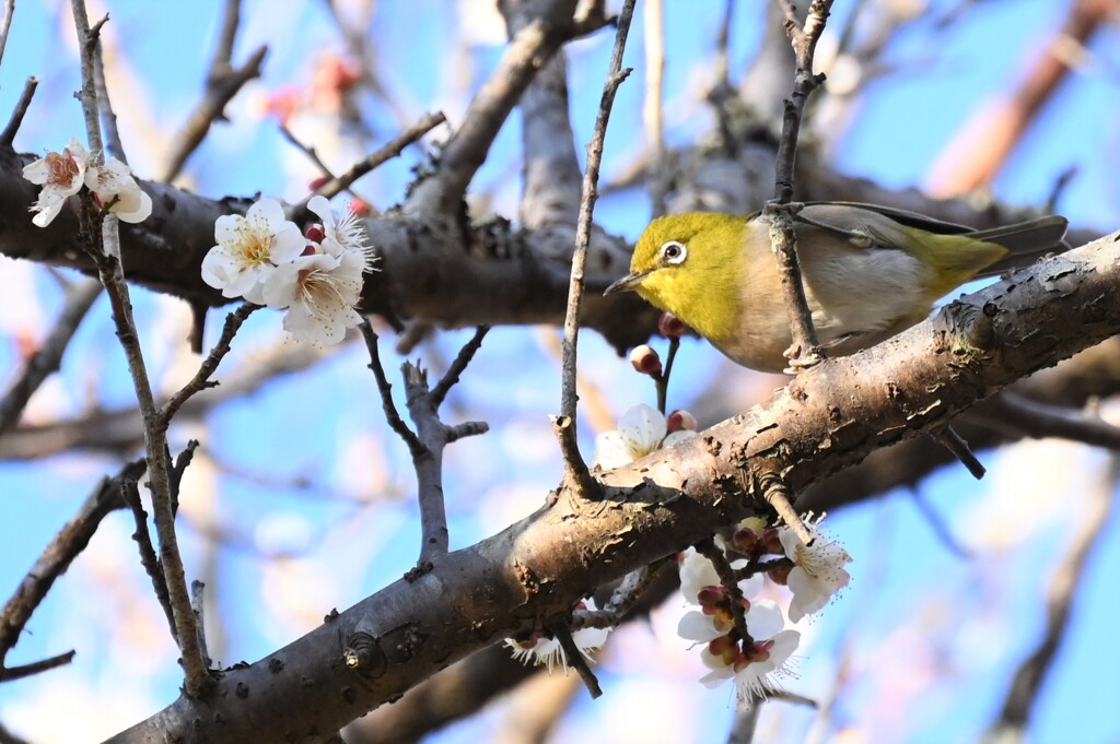 鳥