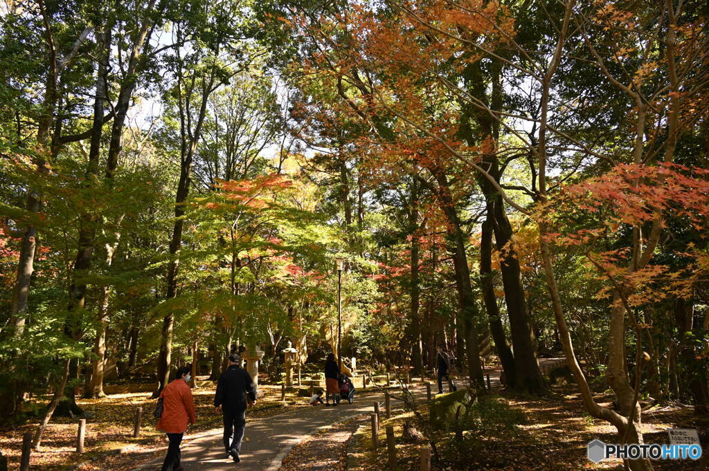 紅葉