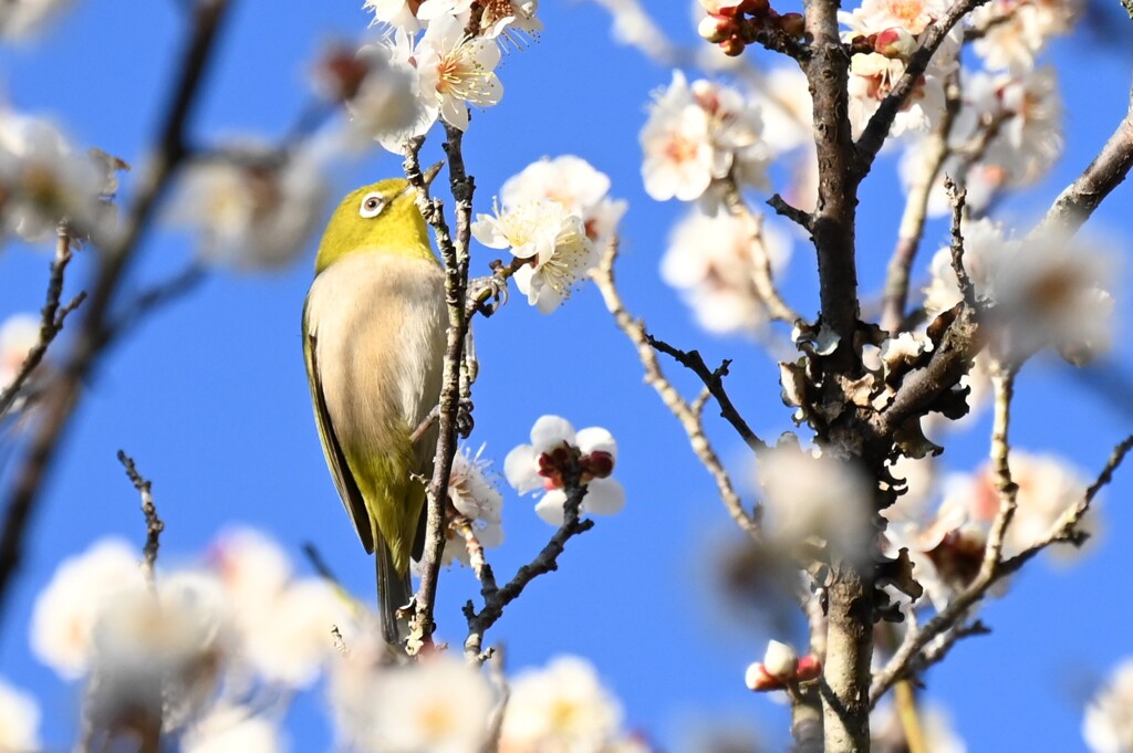 鳥