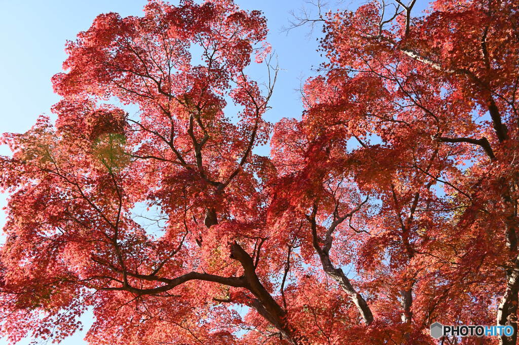 紅葉
