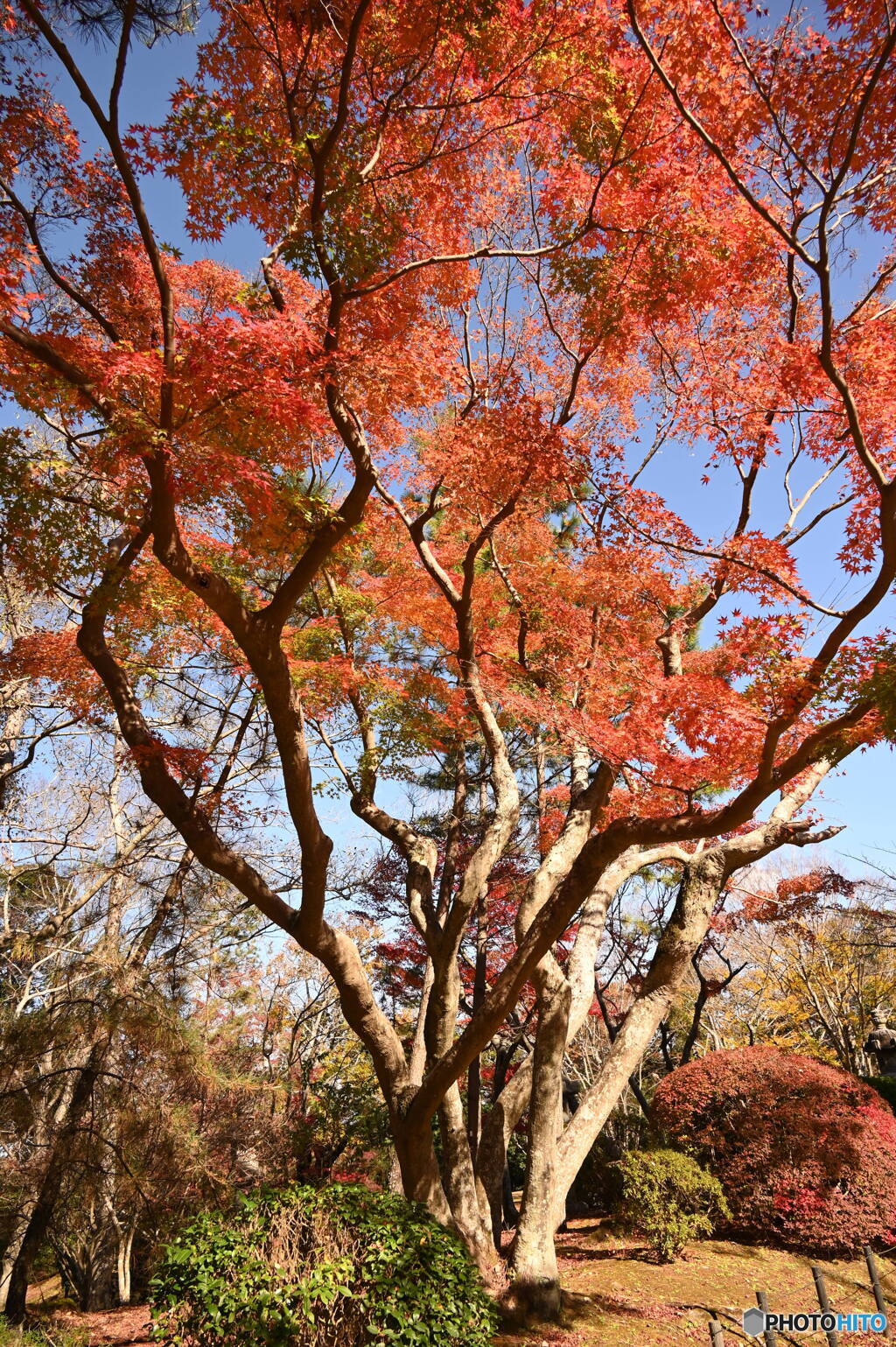 紅葉