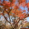 紅葉