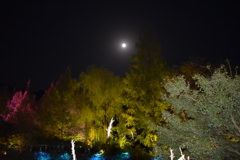 光のフェスタinモネの庭2020⑥