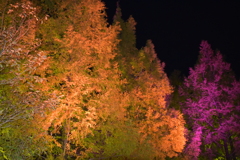 光のフェスタinモネの庭2020⑤