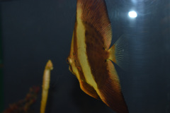 むろと廃校水族館③