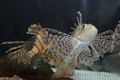 むろと廃校水族館①