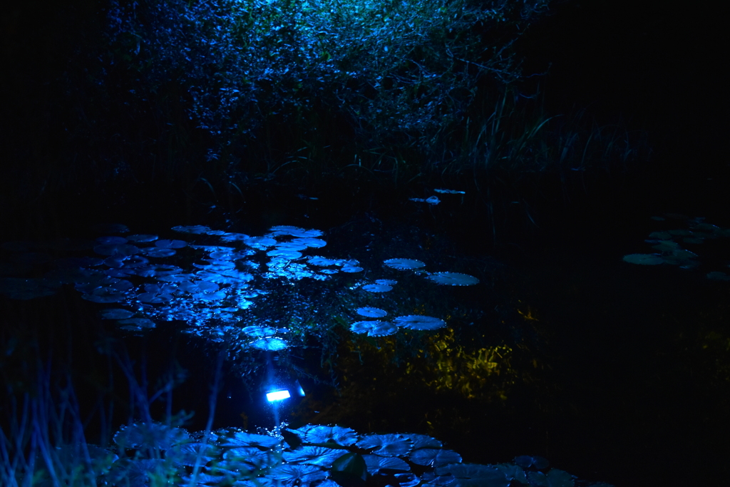 光のフェスタinモネの庭2020②