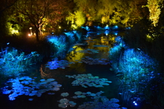 光のフェスタinモネの庭20201①