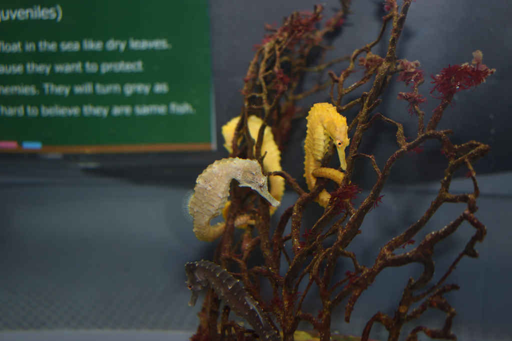 むろと廃校水族館④