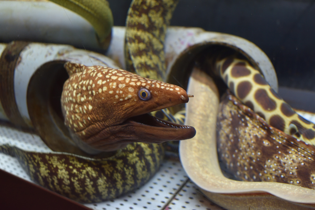 むろと廃校水族館②