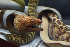 むろと廃校水族館②