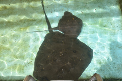 むろと廃校水族館⑦