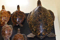 むろと廃校水族館⑥