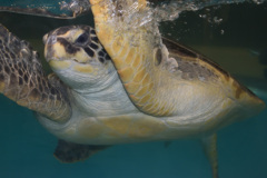 むろと廃校水族館⑤
