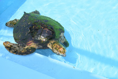 むろと廃校水族館⑧