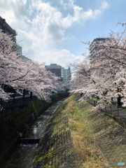 東京都　多摩センター駅周辺の桜並木