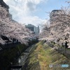東京都　多摩センター駅周辺の桜並木