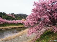 2023河津桜まつり