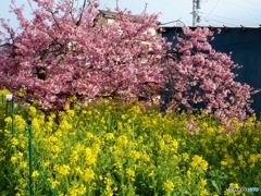 2023河津桜まつり