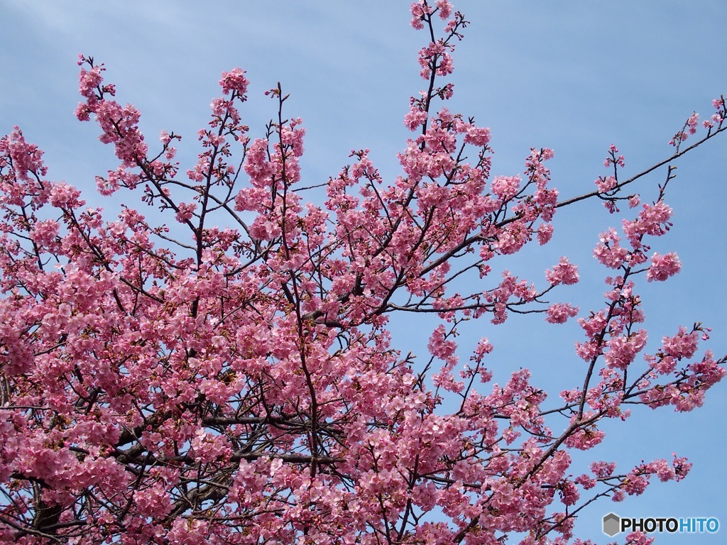 2023河津桜まつり