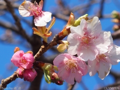 2018河津桜まつり