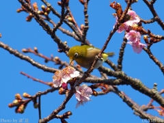 2018河津桜まつり2