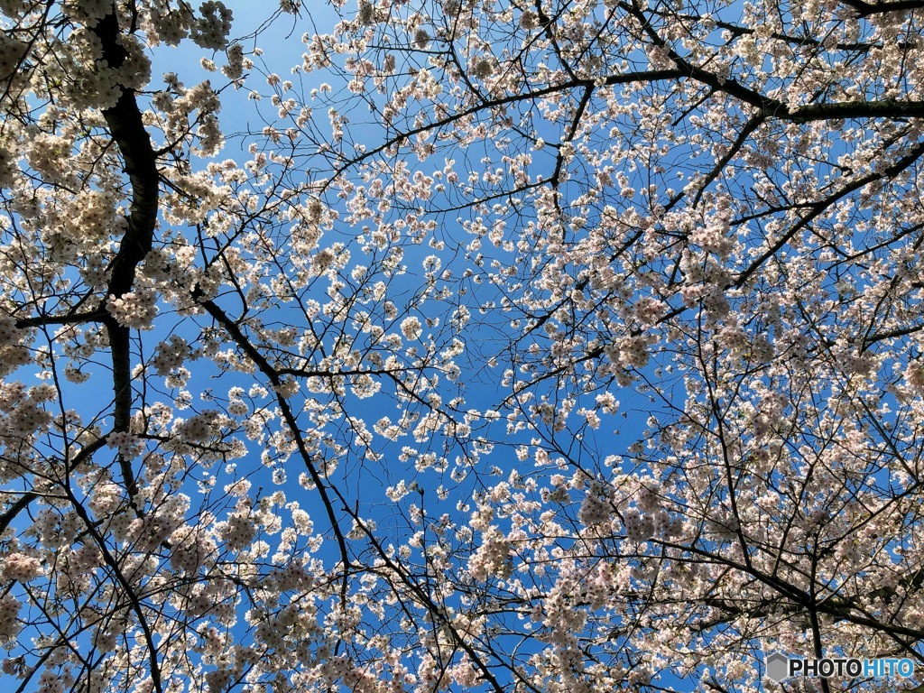 多摩センター駅の桜並木にて