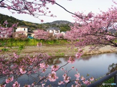 2023河津桜まつり