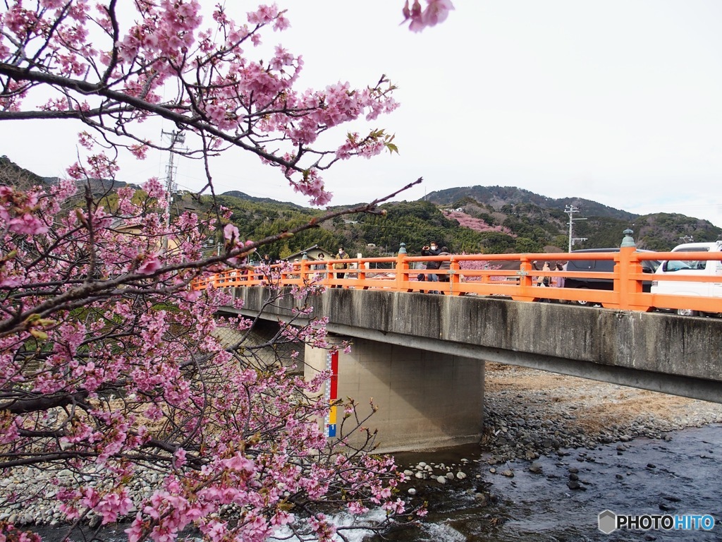 2023河津桜まつり